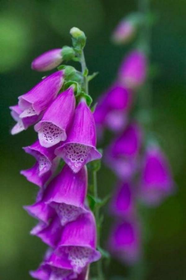 Foxglove House Knights Town Экстерьер фото